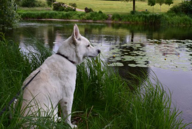 dsc_0153-e1529408738306