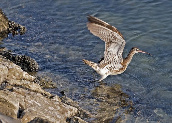 long-billed-curlew-1650116_1280